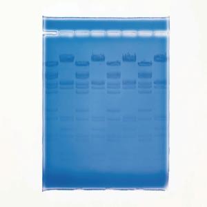 GDSBio Marker 3 DNA Marker Gel Electrophoresis Blue Appearance