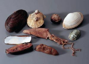 Ward's® Mollusc Collection