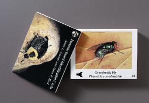 Forensic Insect Identification Cards