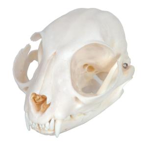 Cat Skull