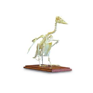 3B Scientific® Goose Skeleton