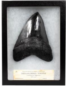 Megalodon tooth