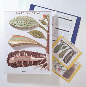 Botanical Activity Models