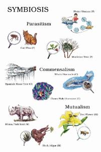 Symbiosis Poster | Ward's Science