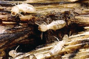 Ward's® Live Termite (<i>Reticulitermes sp.</i>)