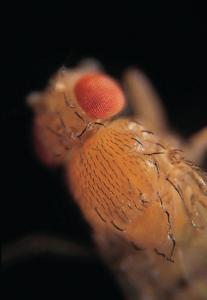 Ward's® Live <i>Drosophila melanogaster</i> - Chromosome I Mutants