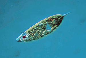 Ward's® Live <i>Euglena</i> acus Culture