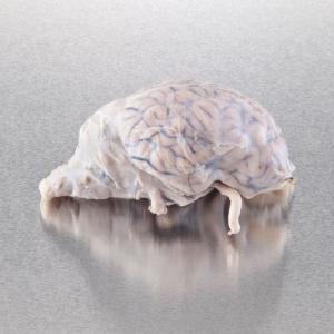 Ward's Pure Preserved™ Fully Extracted Sheep Brains (Dura Mater Removed)