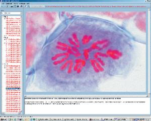 Cell Division CD-ROM