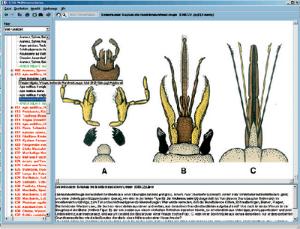 The World of Insects CD-ROM