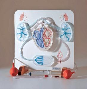 Functional Circulatory System Model