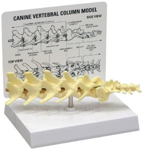 GPI Anatomicals® Canine 5-piece Vertebrae Model